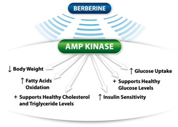 Glucose-Factor-Amp-kinase